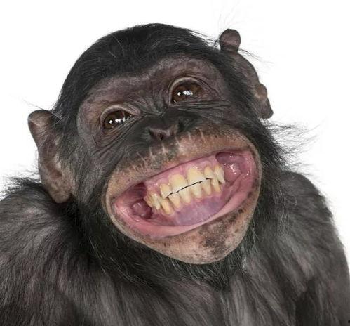 网红猩猩吃瓜事件