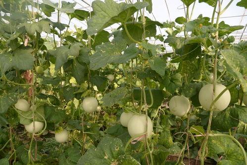 凤凰网吃瓜石川,揭秘娱乐圈幕后真相