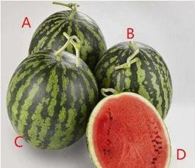 一眼吃瓜网,揭秘娱乐圈幕后真相，带你领略明星生活百态