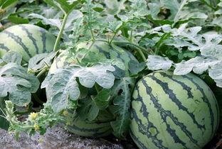 网红吃瓜视频鉴定,娱乐圈幕后真相大曝光