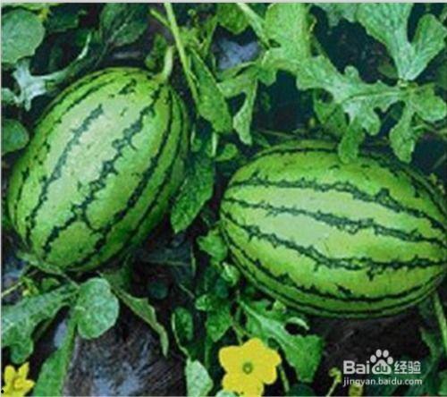 吃瓜网都有哪些,热门话题背后的娱乐盛宴