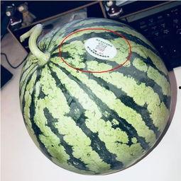 澧县网红吃瓜,揭秘当地美食文化新风尚