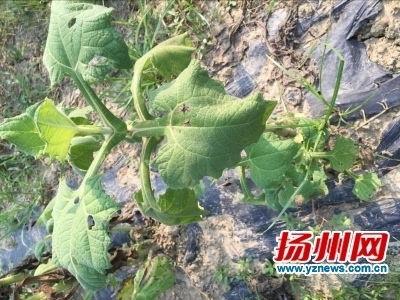 在线吃瓜网扬州,在线吃瓜网带你领略美食与文化的盛宴