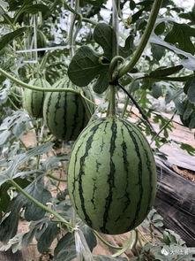 云南怒江吃瓜网红是谁啊,揭秘云南怒江的“瓜王”传奇