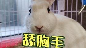 抖音网红小羊吃瓜是真的吗