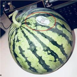 吃济宁网红的瓜,一场网络狂欢背后的真相