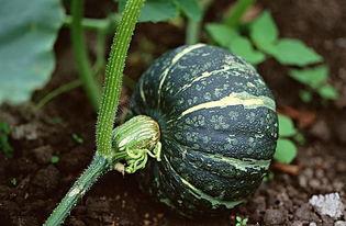 云南网红吃瓜视频下载,一场视觉盛宴的美食之旅