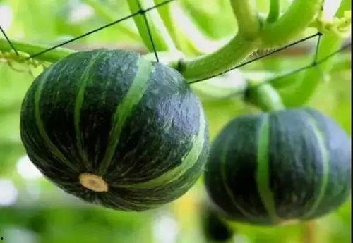 有瓜可以吃的网红,揭秘网红瓜界的美食传奇