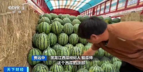 吃瓜验证网,吃瓜验证网深度解析